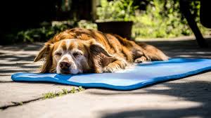 Cooling Gel Mat for Dogs – Keeps Your Pet Cool & Comfortable All Summer